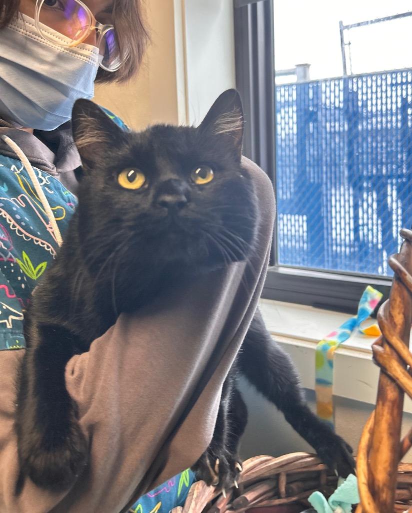 Zipper, Adoptable, Young Male Domestic Short Hair.