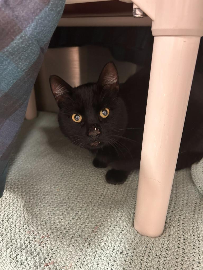 Zipper, Adoptable, Young Male Domestic Short Hair.