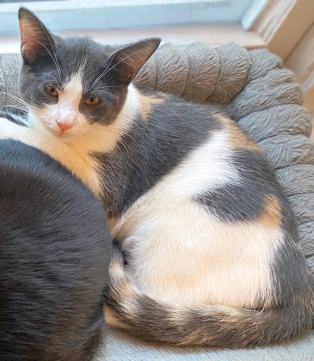 Poppy, Clover, Violet, adoptable, Kitten Female Dilute Calico.