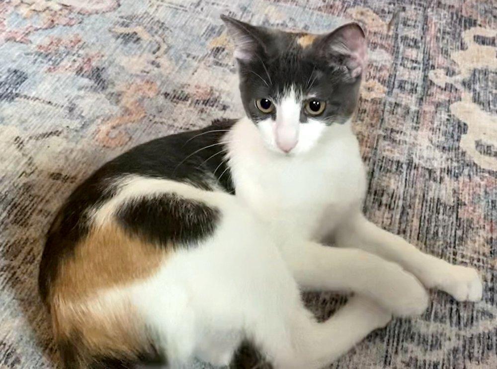 Poppy, Clover, Violet, an adoptable Dilute Calico in White Bear Lake, MN image 2/3
