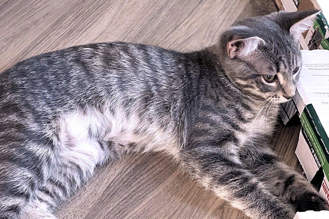 Poppy, Clover, Violet, an adoptable Dilute Calico in White Bear Lake, MN image 3/3