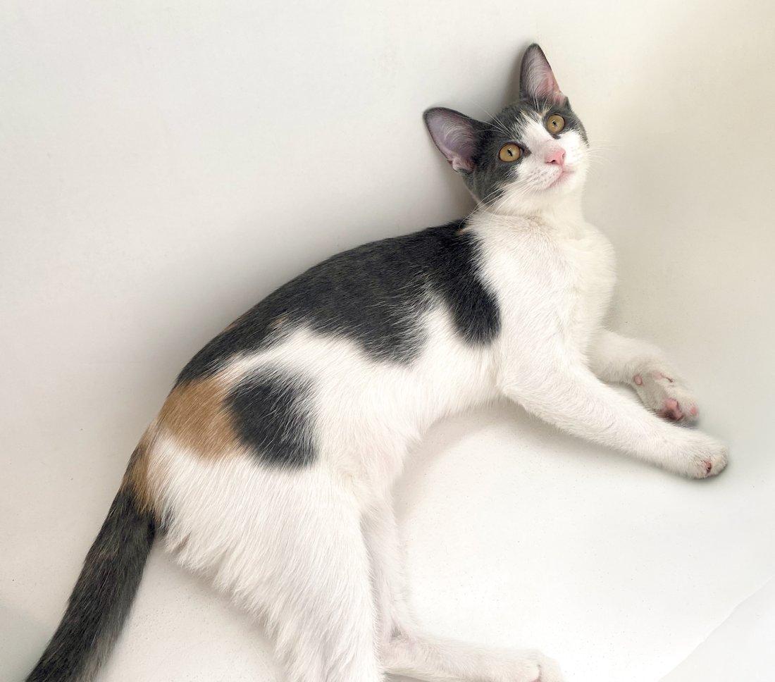 Enlarge Poppy, Clover, Violet, an adoptable Dilute Calico in White Bear Lake, MN image 1/3