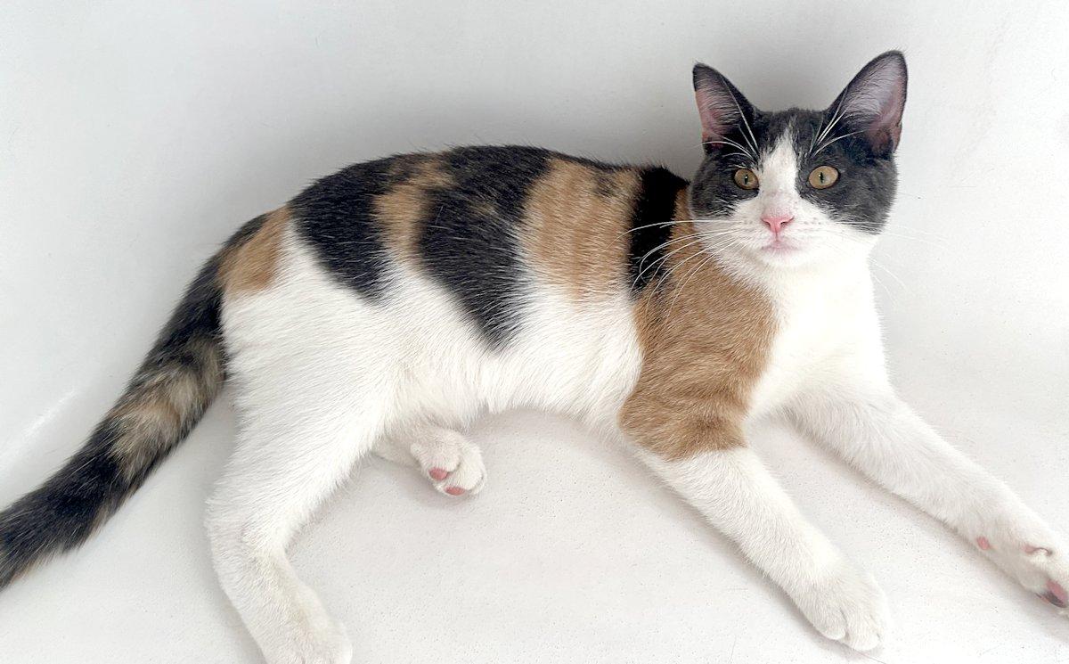 Enlarge Poppy, Clover, Violet, an adoptable Dilute Calico in White Bear Lake, MN image 2/3