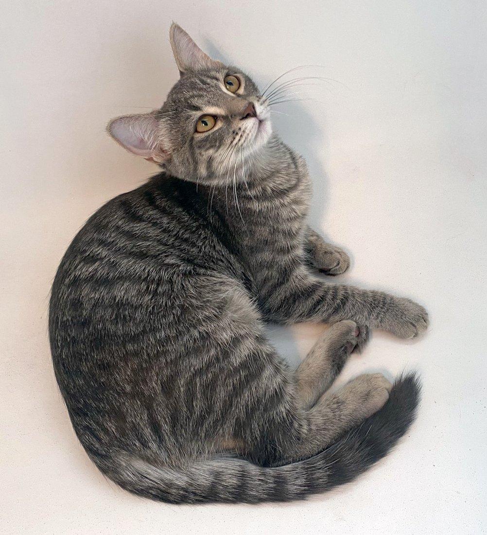 Enlarge Poppy, Clover, Violet, an adoptable Dilute Calico in White Bear Lake, MN image 3/3