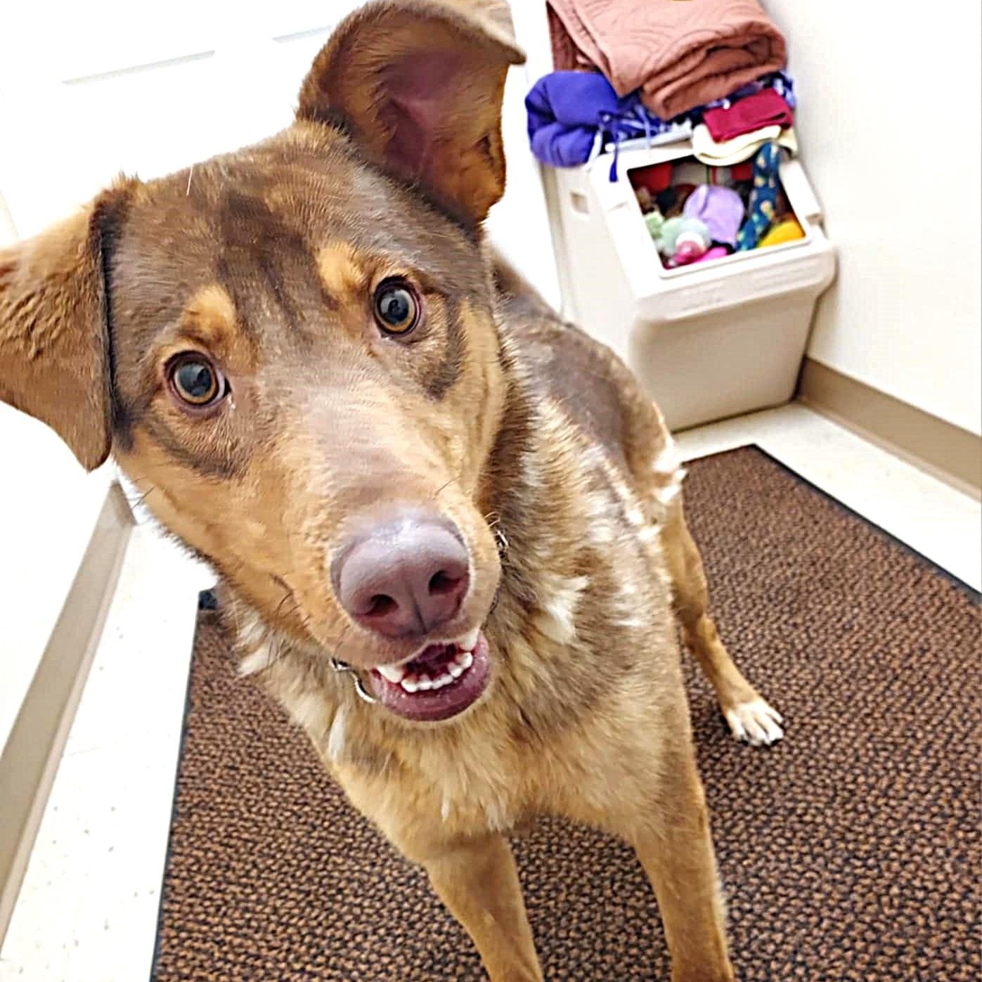 River, a ADOPTABLE mixed breed in Falls Creek, PA image 4/4