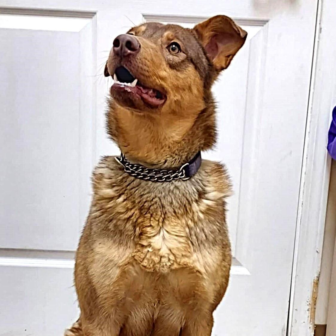 River, a ADOPTABLE mixed breed in Falls Creek, PA image 2/4