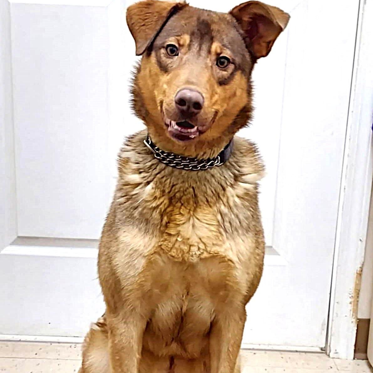 River, a ADOPTABLE mixed breed in Falls Creek, PA image 3/4