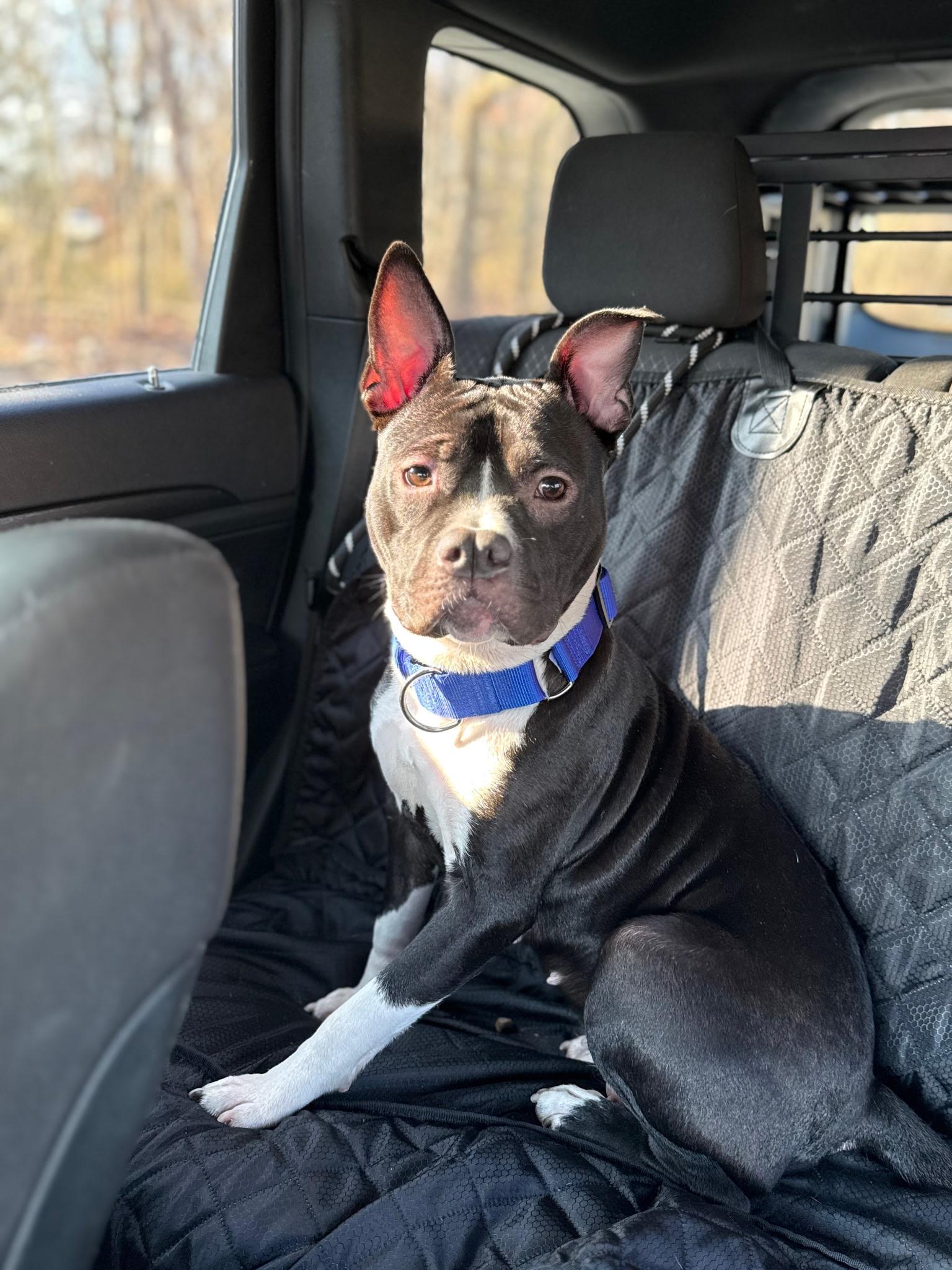 Enlarge ICELYN, a ADOPTABLE mixed breed in East Moriches, NY image 3/5