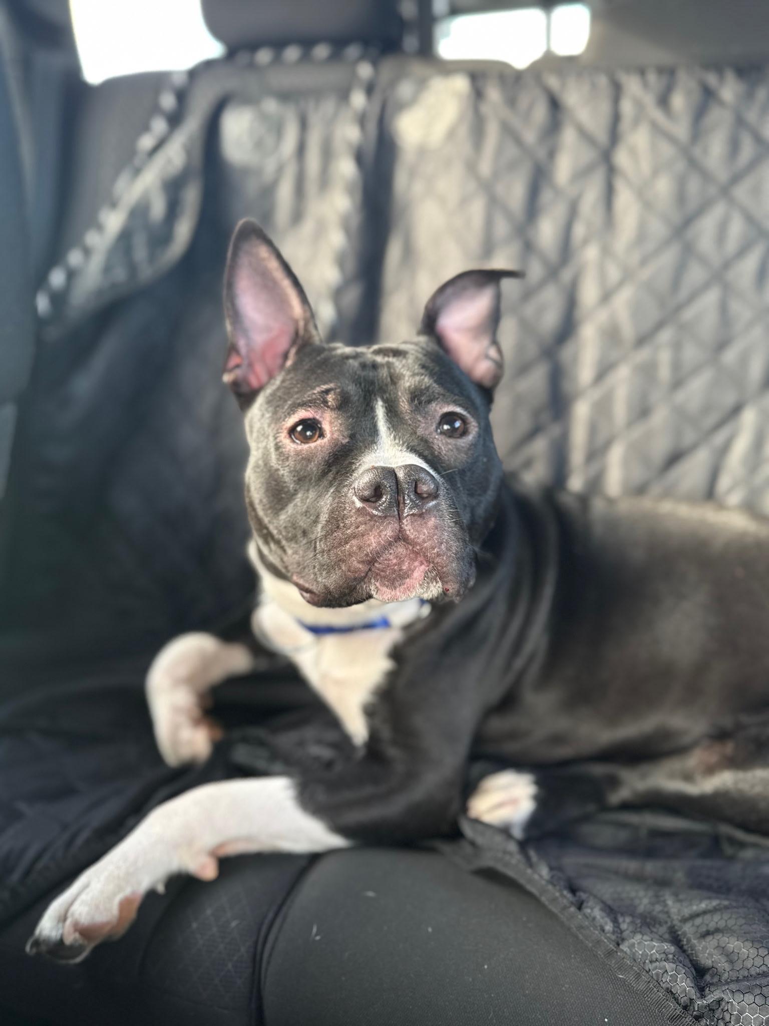 Enlarge ICELYN, a ADOPTABLE mixed breed in East Moriches, NY image 1/5