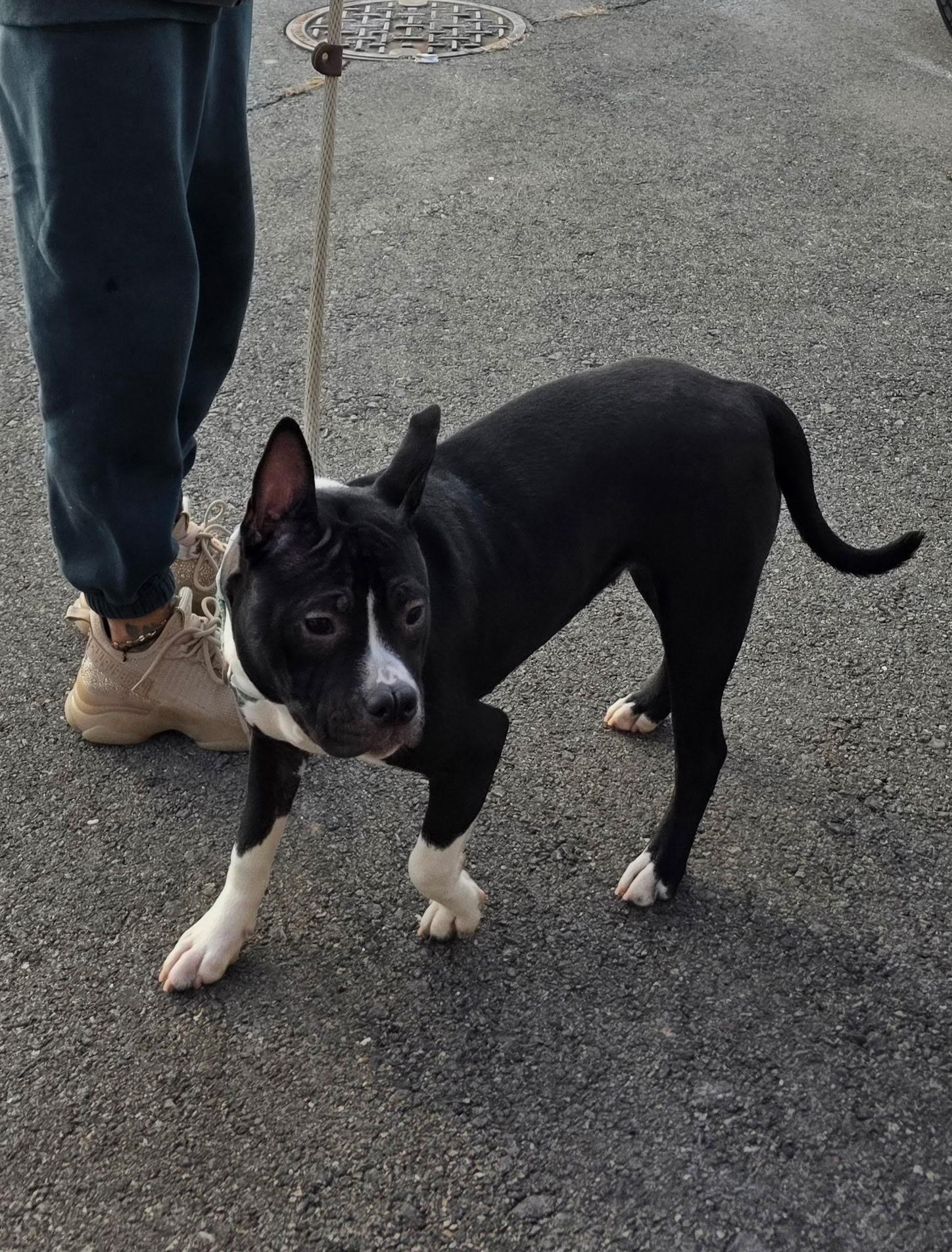 Enlarge ICELYN, a ADOPTABLE mixed breed in East Moriches, NY image 4/5