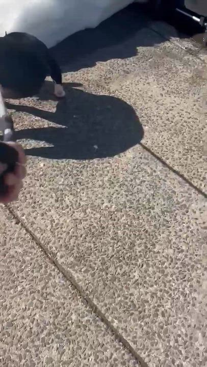 Enlarge ICELYN, a ADOPTABLE mixed breed in East Moriches, NY video 5/5