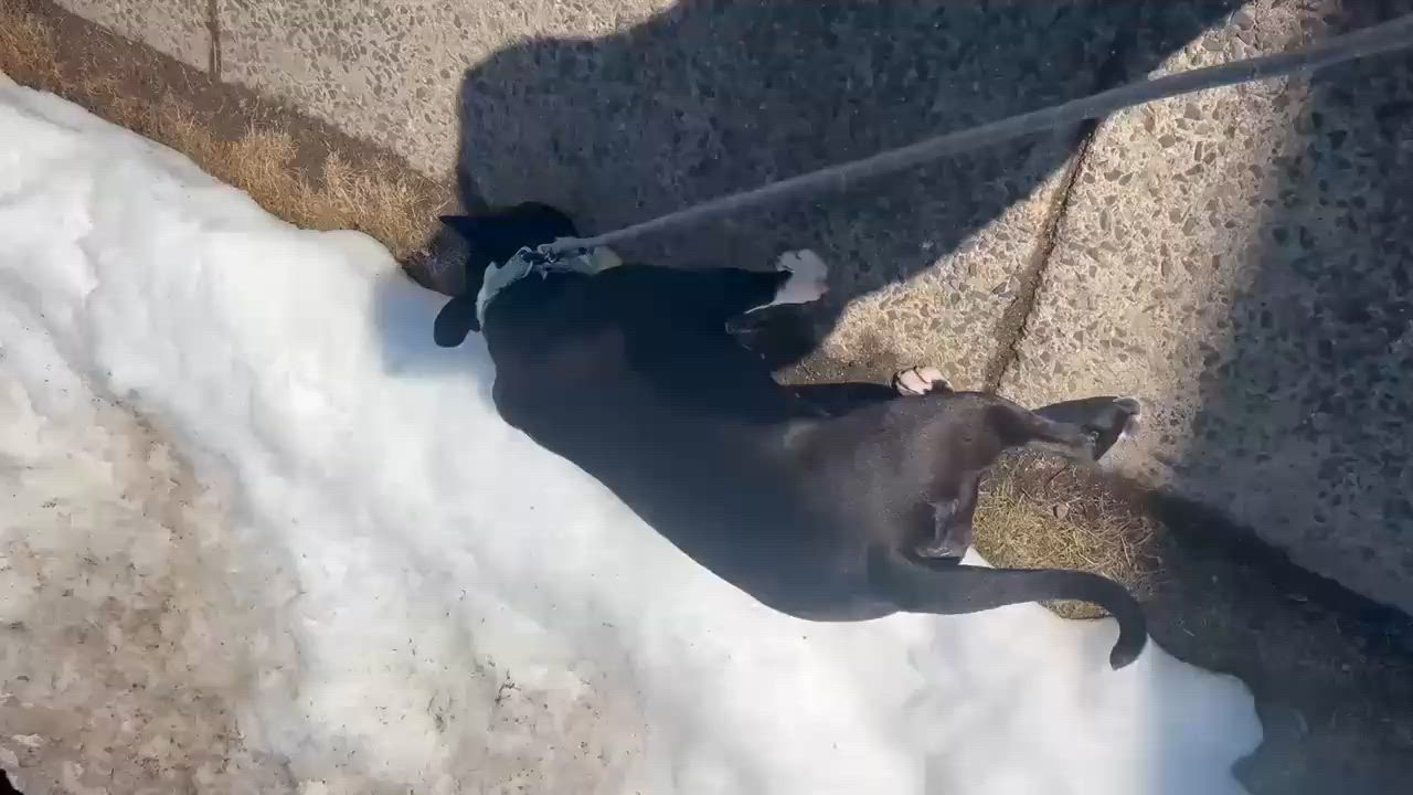 Enlarge ICELYN, a ADOPTABLE mixed breed in East Moriches, NY video 2/5