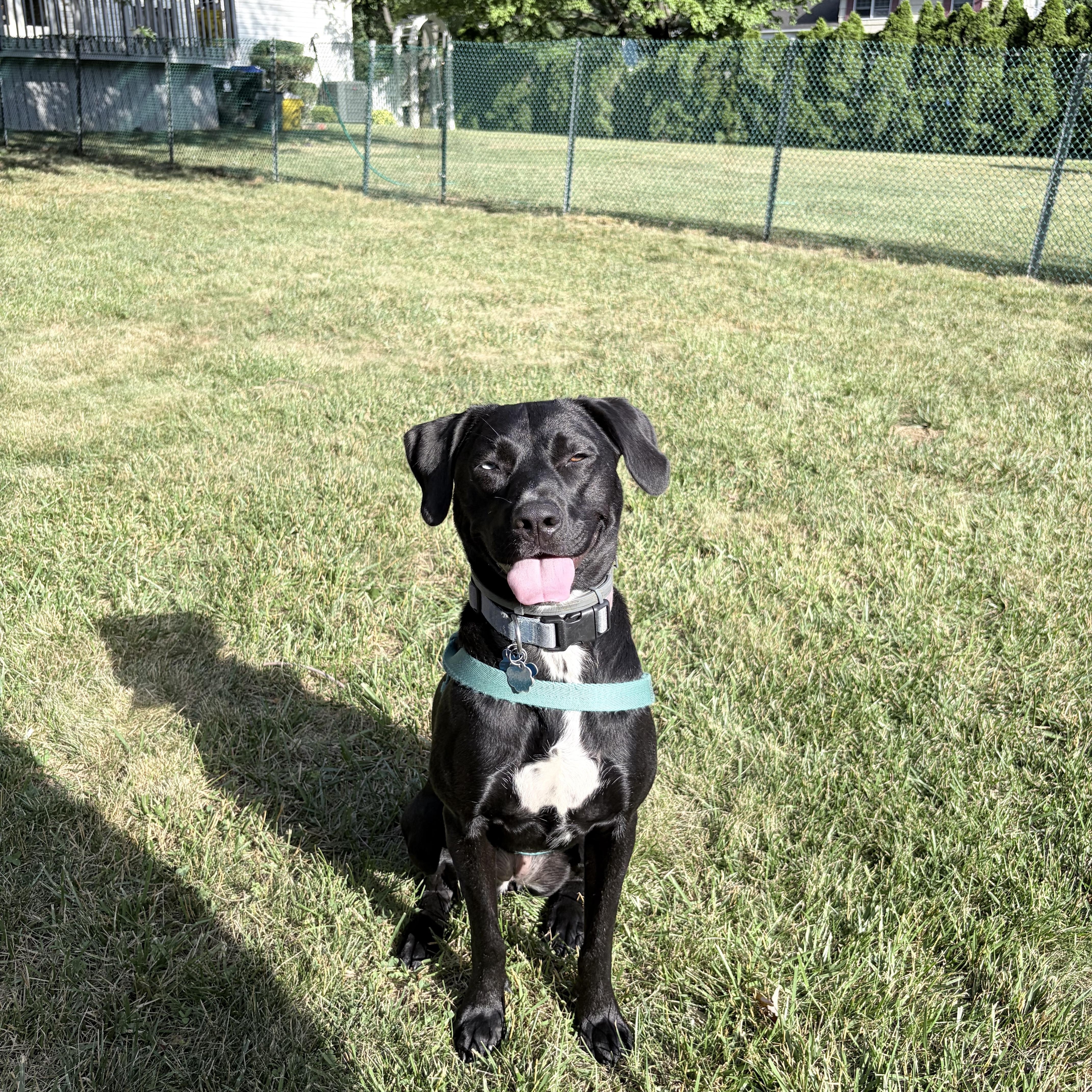 Enlarge Lucy, a ADOPTABLE mixed breed in East Brunswick, NJ image 5/5