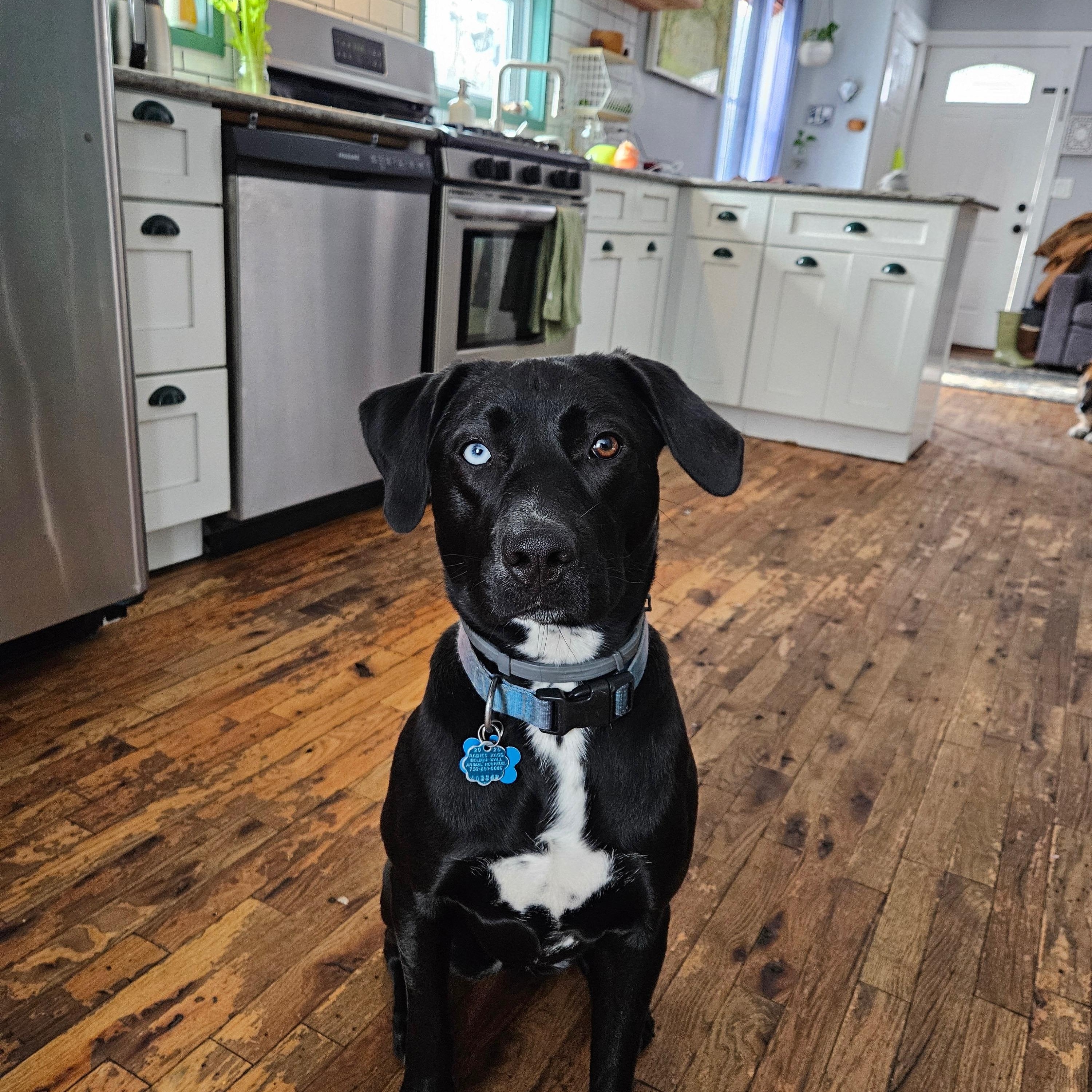 Enlarge Lucy, a ADOPTABLE mixed breed in East Brunswick, NJ image 2/5