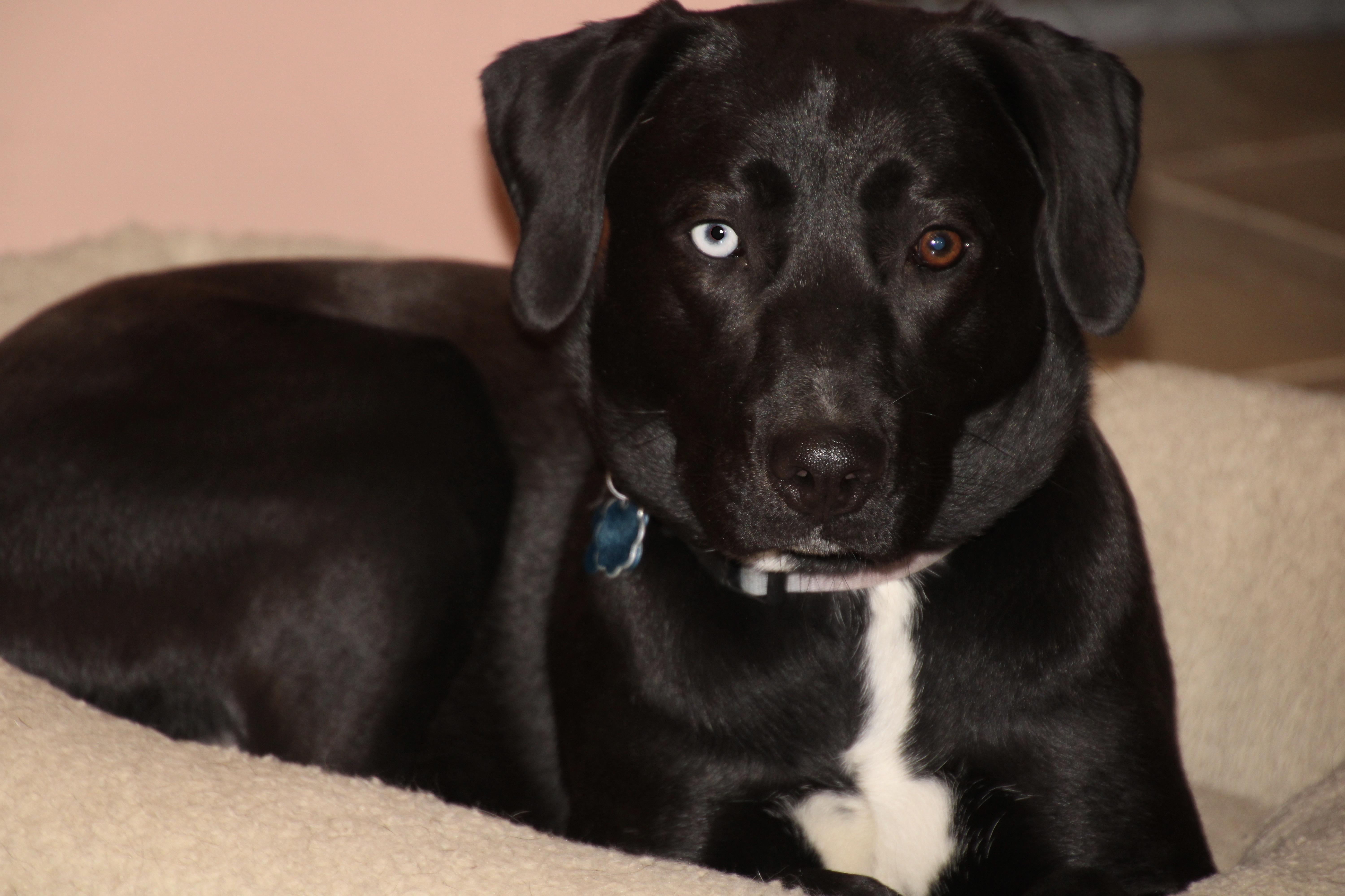 Enlarge Lucy, a ADOPTABLE mixed breed in East Brunswick, NJ image 4/5