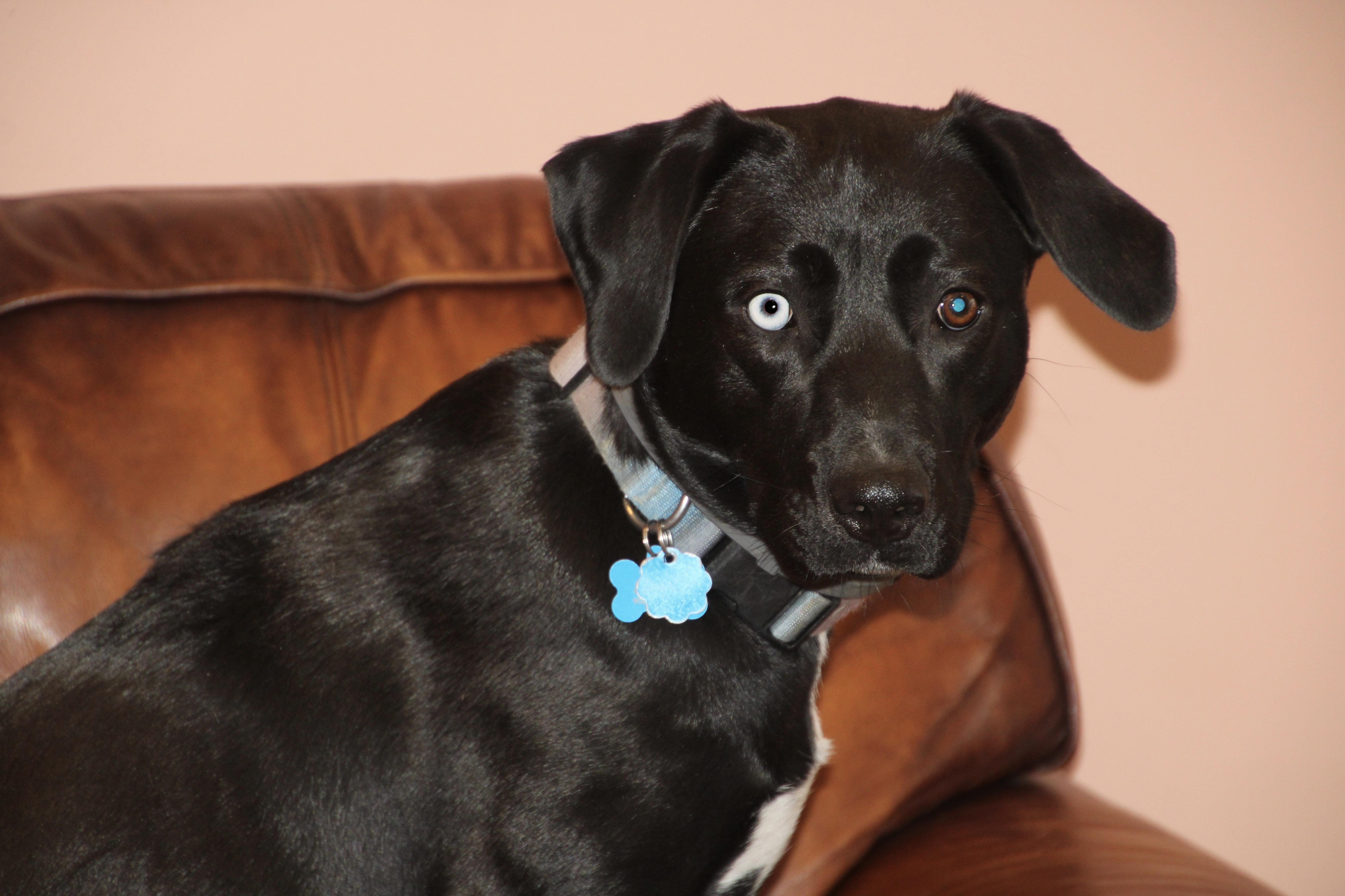 Enlarge Lucy, a ADOPTABLE mixed breed in East Brunswick, NJ image 5/5