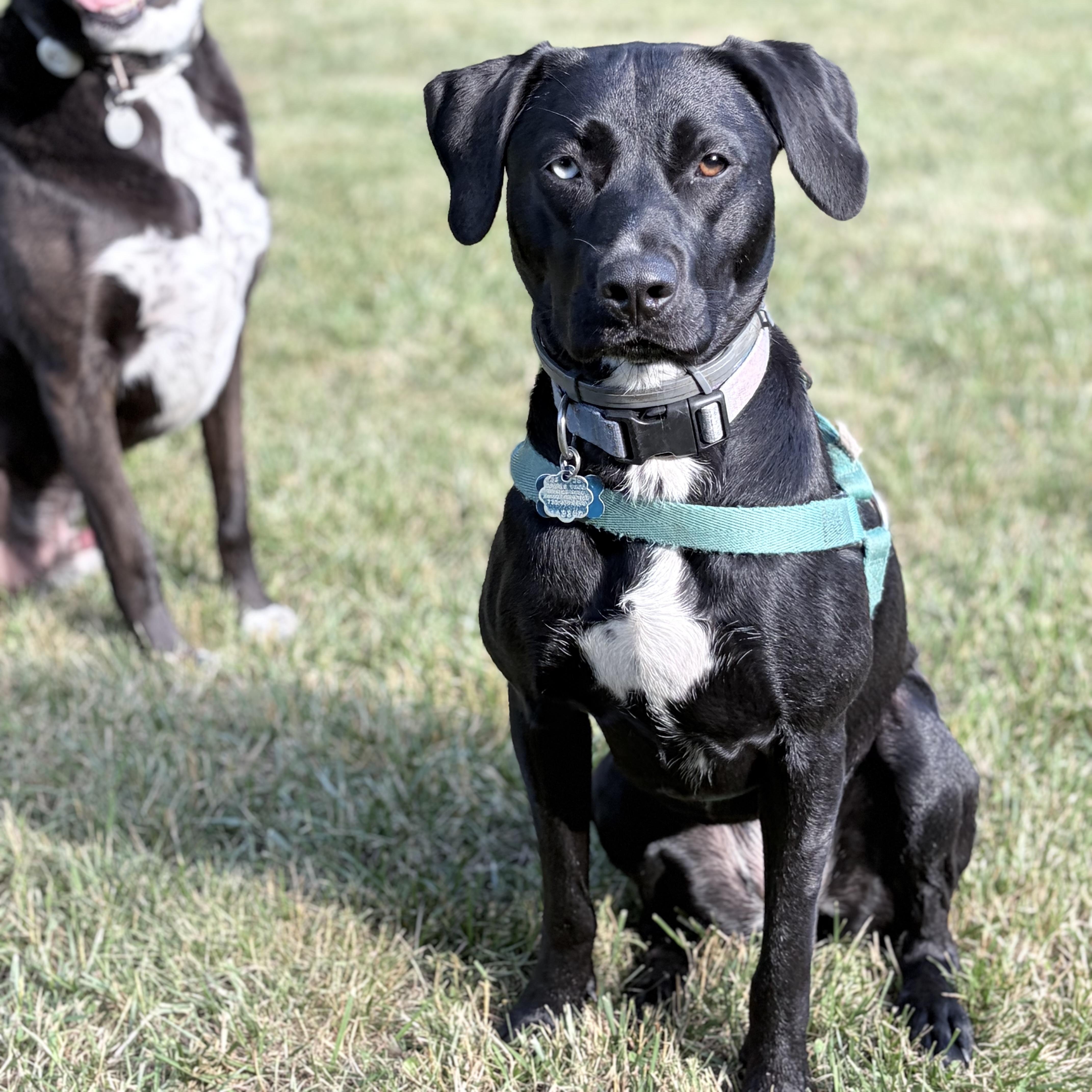 Enlarge Lucy, a ADOPTABLE mixed breed in East Brunswick, NJ image 1/5