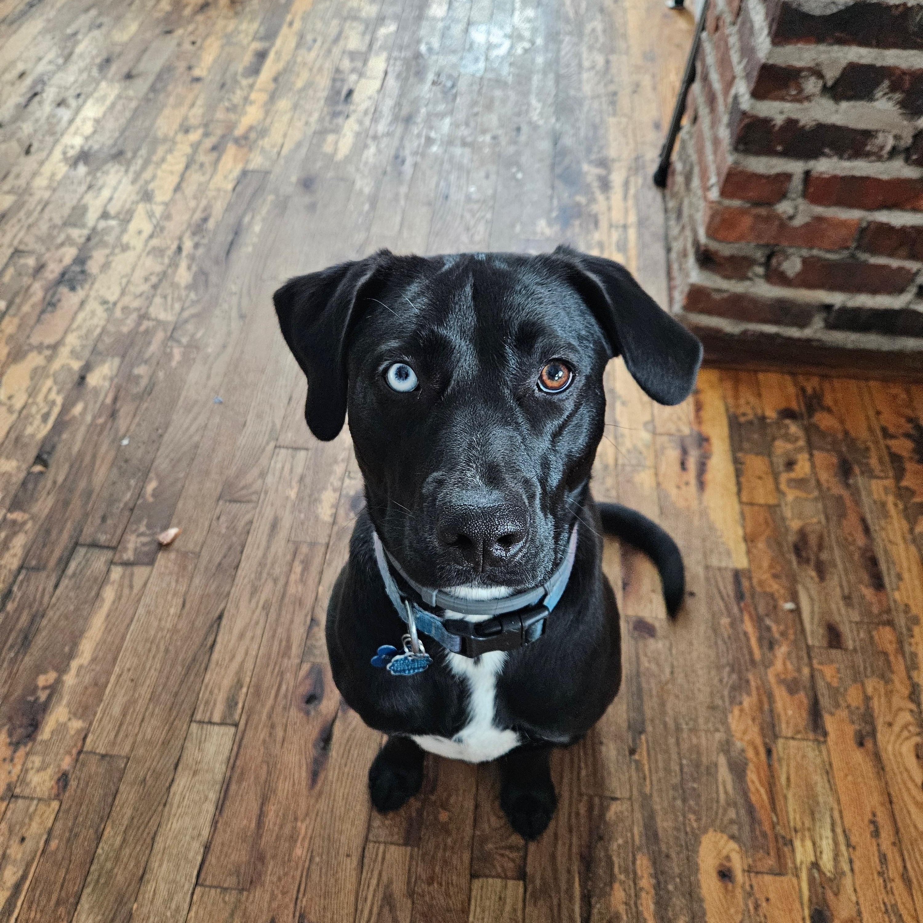 Enlarge Lucy, a ADOPTABLE mixed breed in East Brunswick, NJ image 3/5