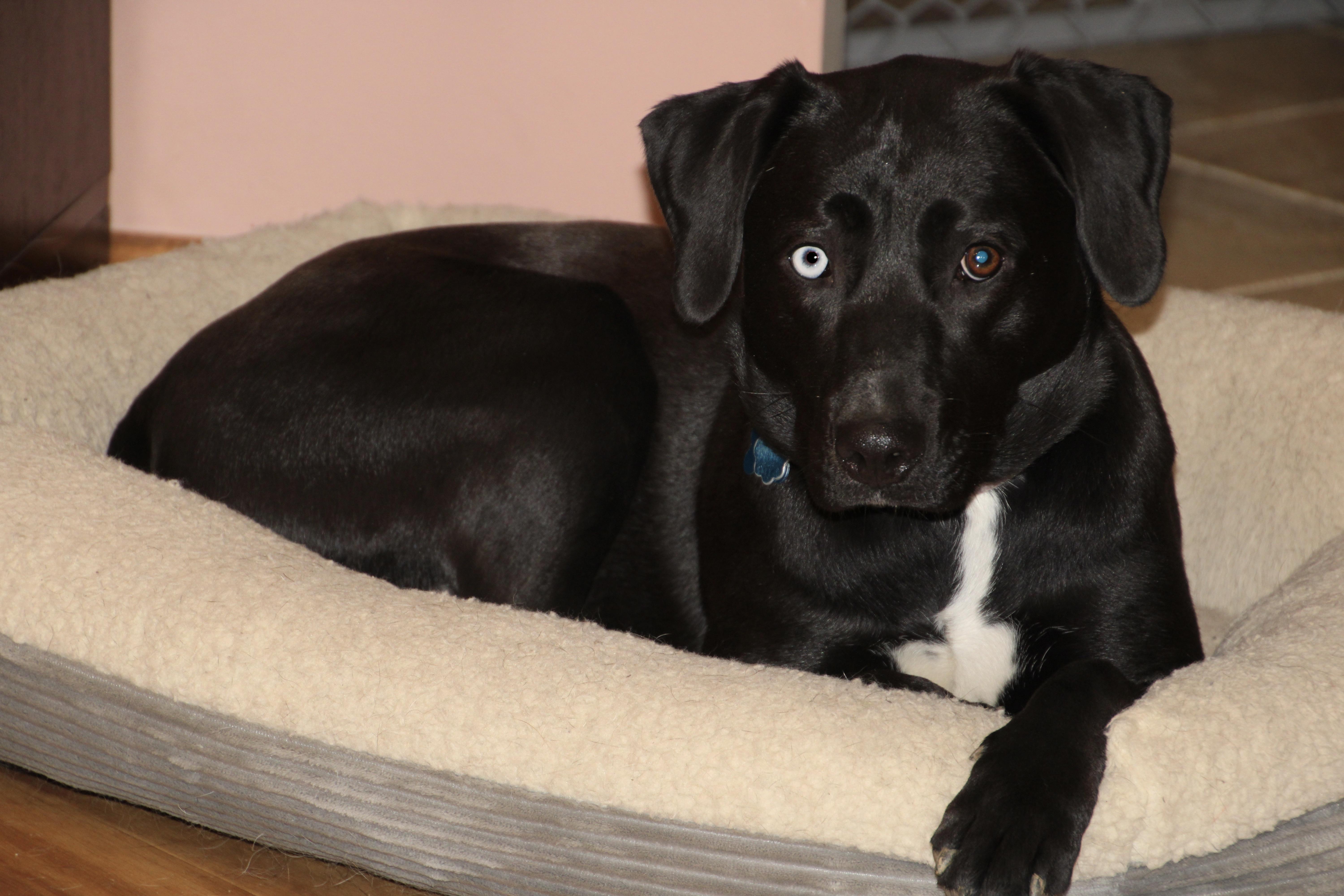 Lucy, ADOPTABLE, Young Female Husky & German Shorthaired Pointer.