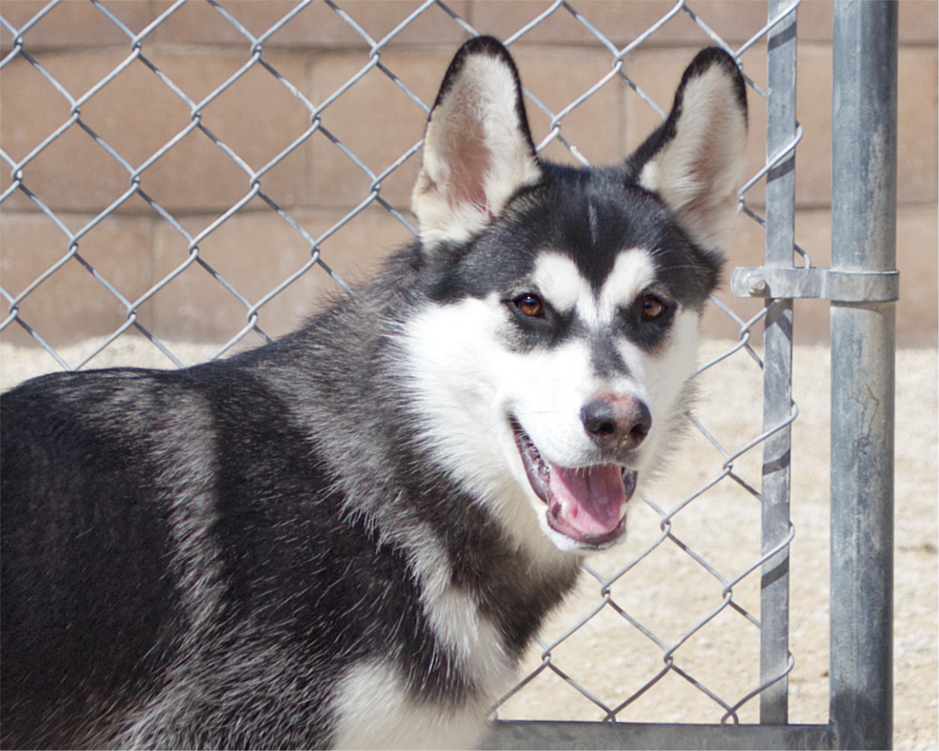 Enlarge Zephyr, an adoptable mixed breed in Winnipeg, MB image 1/3