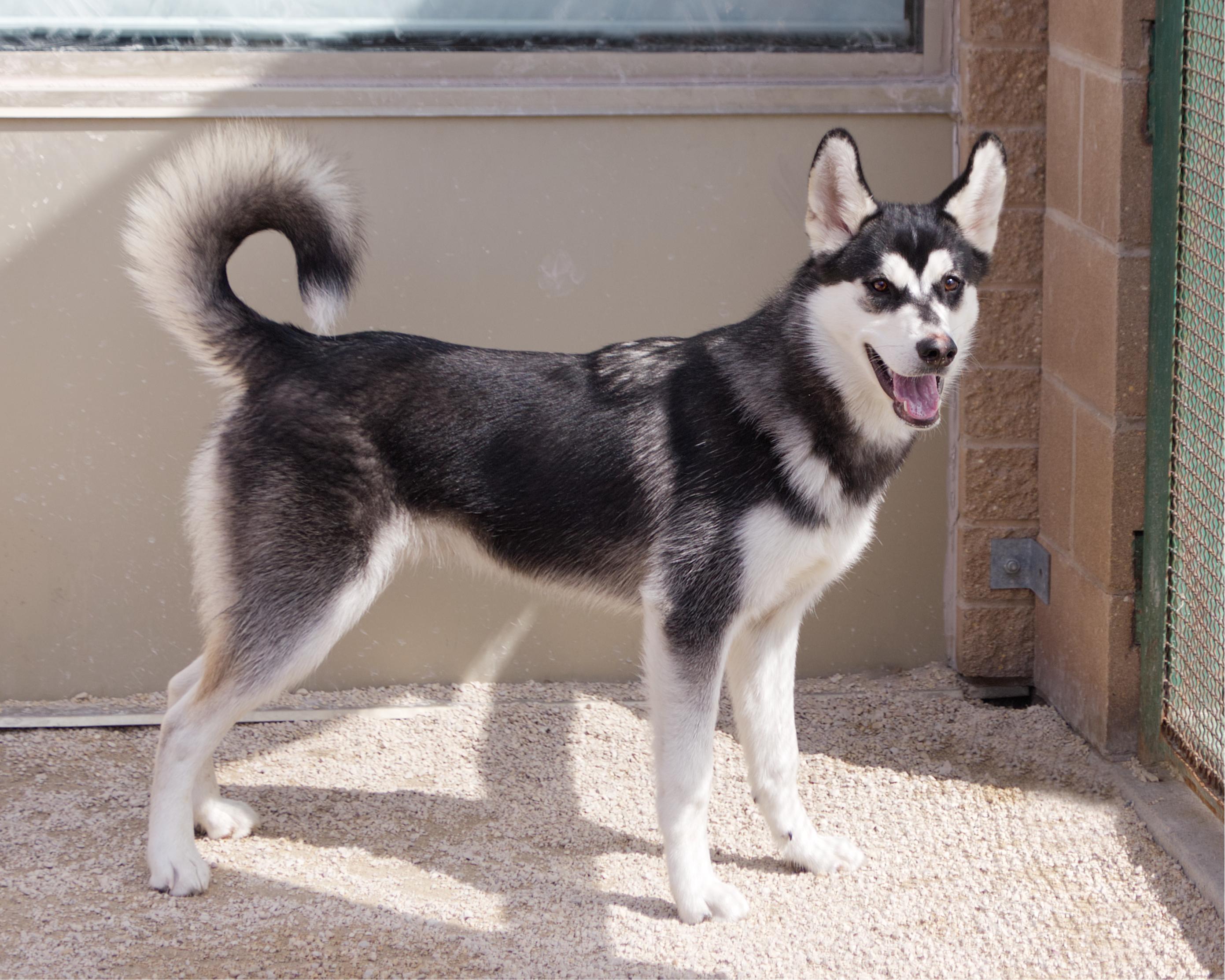 Enlarge Zephyr, an adoptable mixed breed in Winnipeg, MB image 3/3