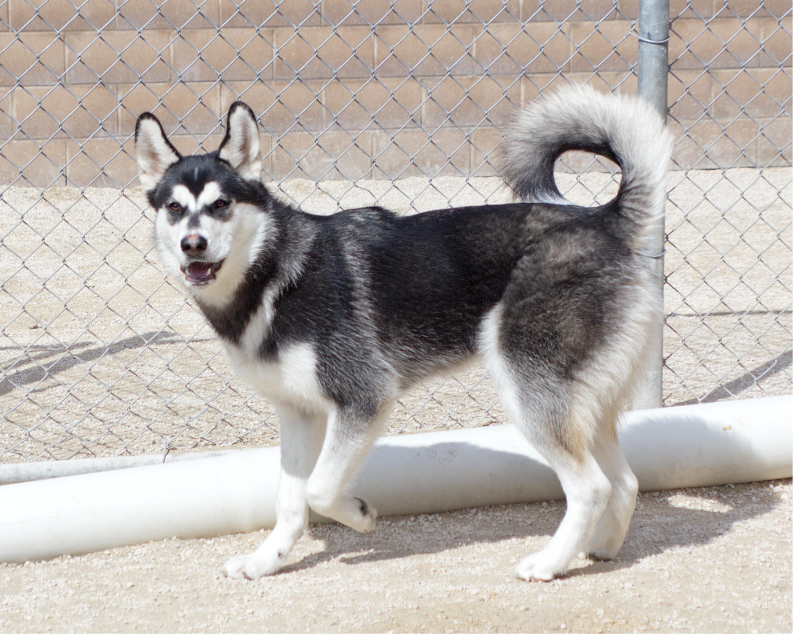 Enlarge Zephyr, an adoptable mixed breed in Winnipeg, MB image 2/3