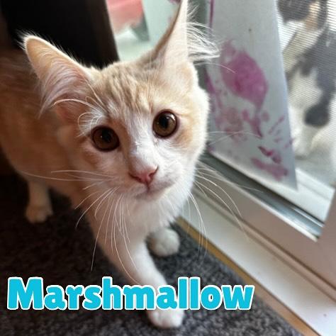 Marshmallow