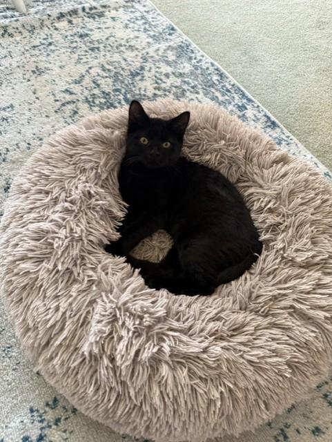 Enlarge KENDALL, a Adoptable mixed breed in Niagara on the Lake, ON image 1/3