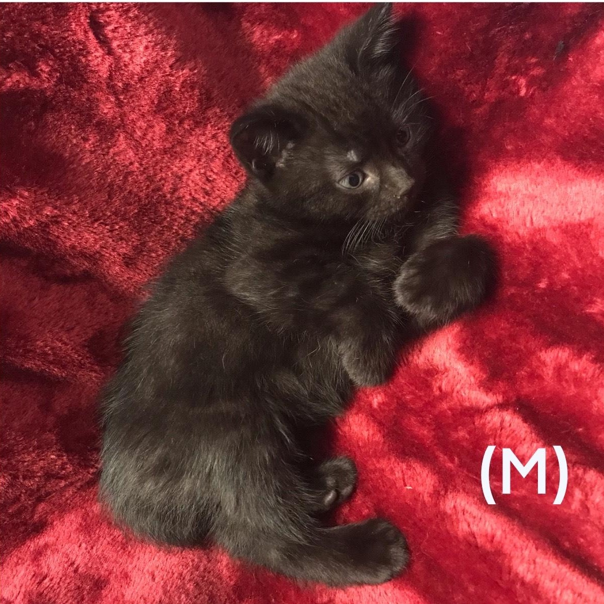 Enlarge KENDALL, a Adoptable mixed breed in Niagara on the Lake, ON image 2/3