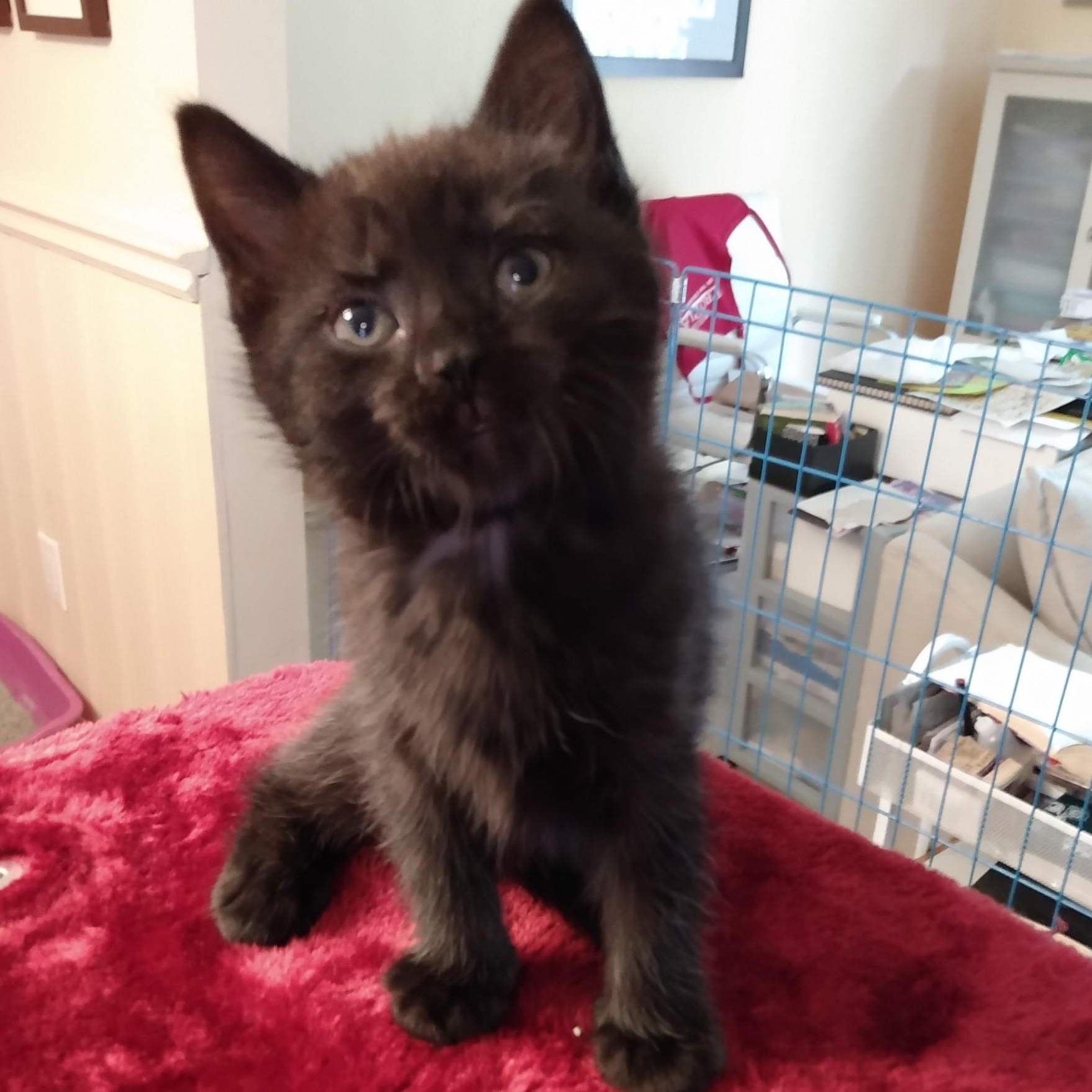 Enlarge KENDALL, a Adoptable mixed breed in Niagara on the Lake, ON image 3/3