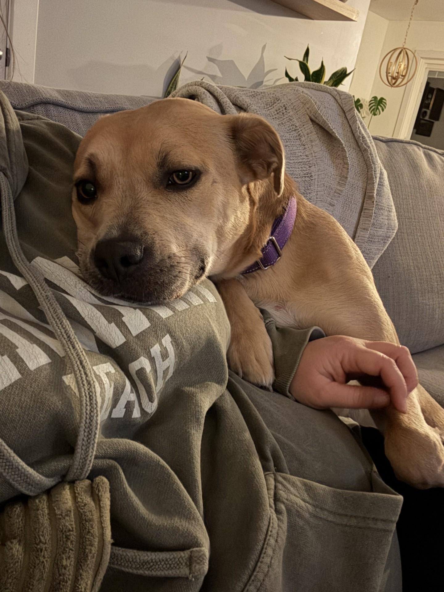 Enlarge Maggie, a Adoptable mixed breed in South Charleston, OH image 5/6