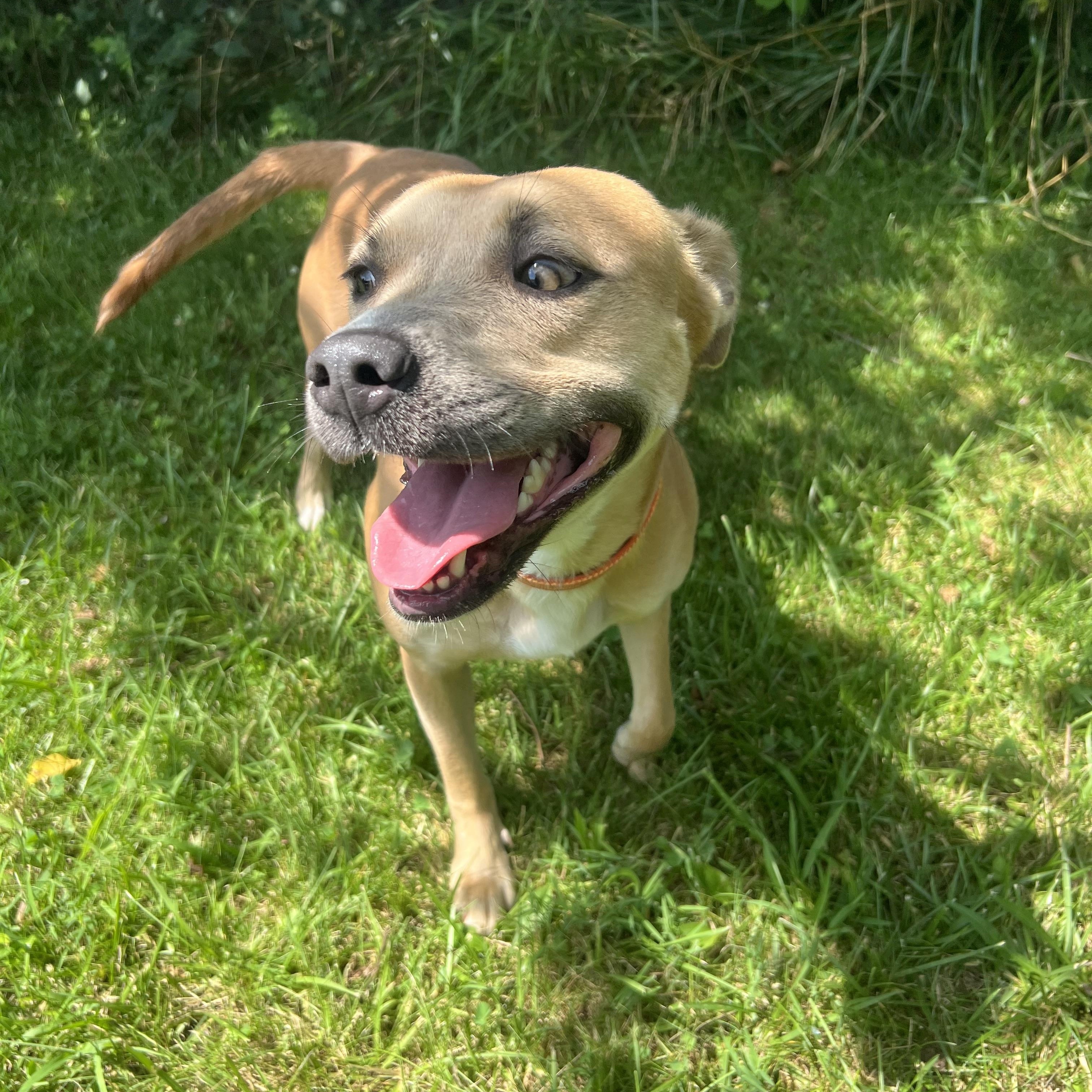 Maggie, Adoptable, Adult Female Pit Bull Terrier.