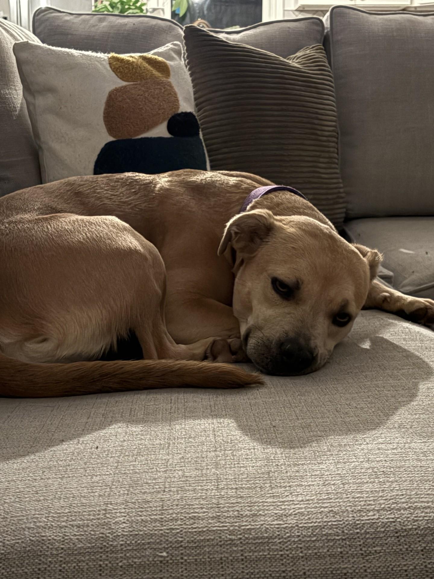 Enlarge Maggie, a Adoptable mixed breed in South Charleston, OH image 6/6