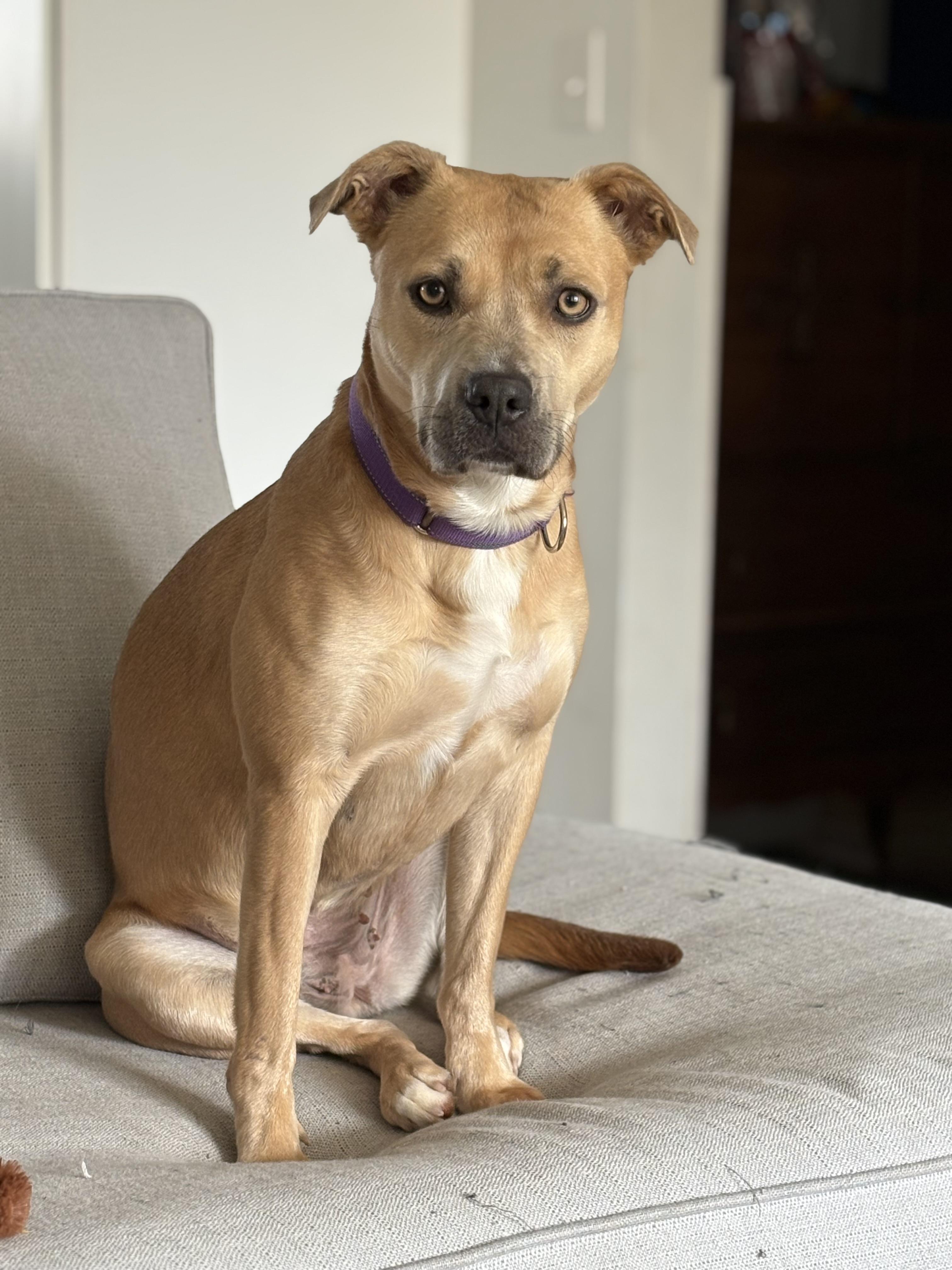 Enlarge Maggie, a Adoptable mixed breed in South Charleston, OH image 1/6