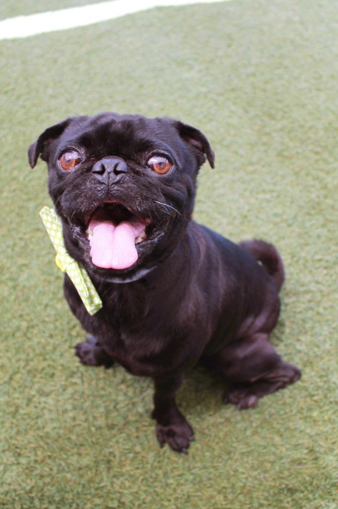 Slimp, Adoptable, Adult Male Pug.