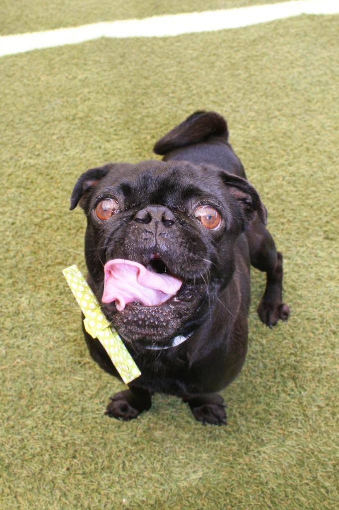 Slimp, a Adoptable Pug in Gardena, CA image 2/6