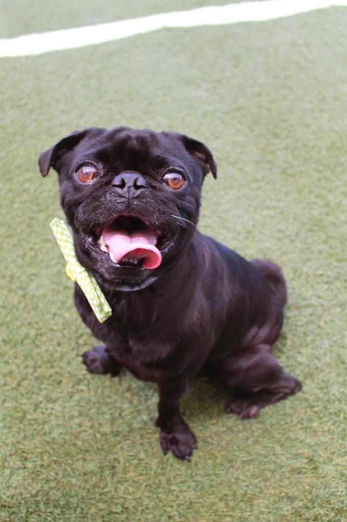 Slimp, a Adoptable Pug in Gardena, CA image 3/6