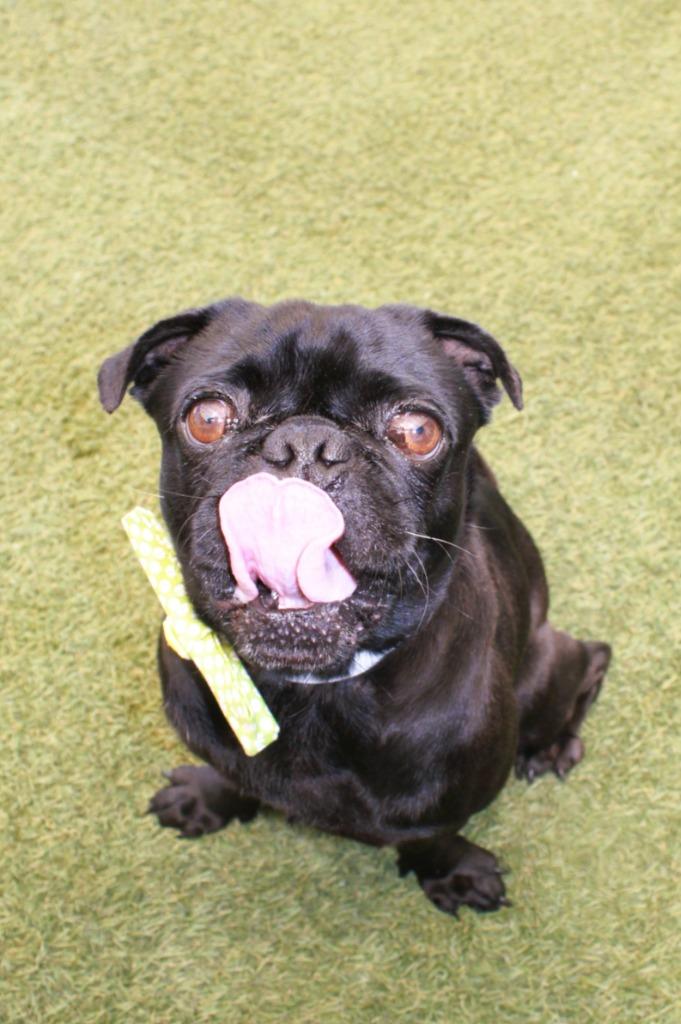 Slimp, a Adoptable Pug in Gardena, CA image 4/6