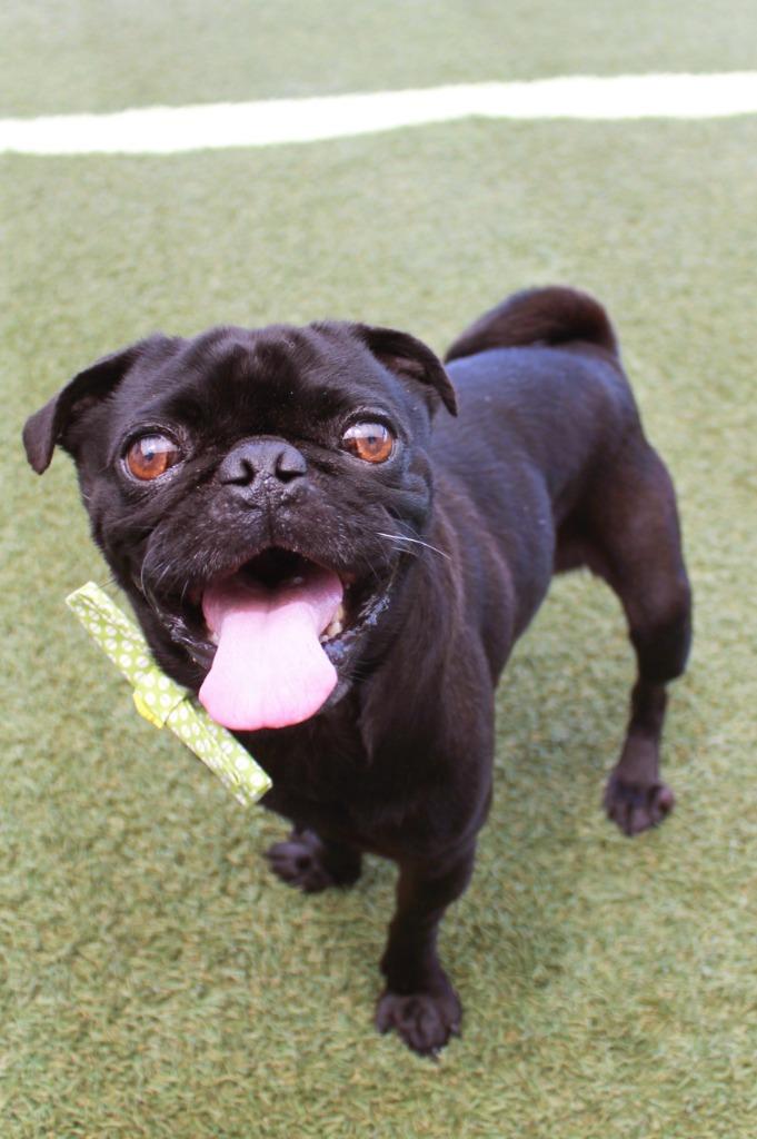 Slimp, a Adoptable Pug in Gardena, CA image 5/6