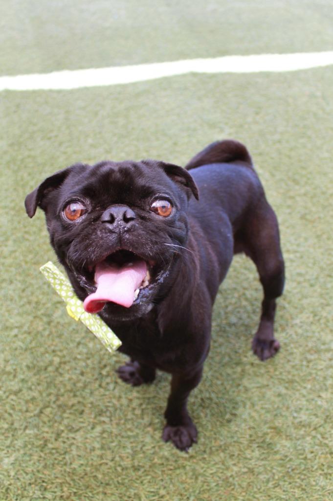 Slimp, a Adoptable Pug in Gardena, CA image 6/6