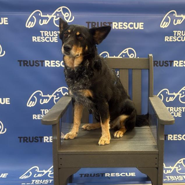 CHAMPAGNE, Adoptable, Adult Female Cattle Dog.