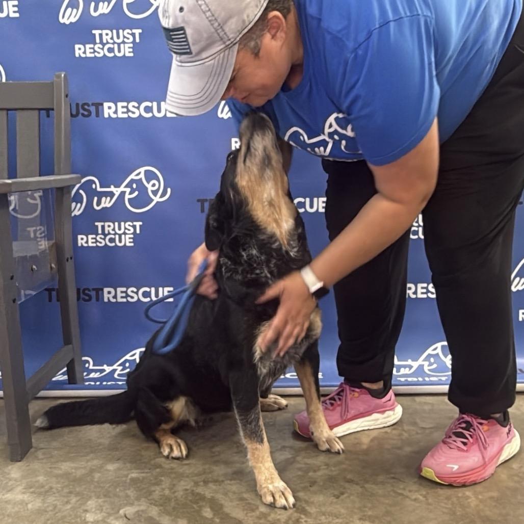 Enlarge CHAMPAGNE, a Adoptable Cattle Dog in Berlin, NJ image 2/5