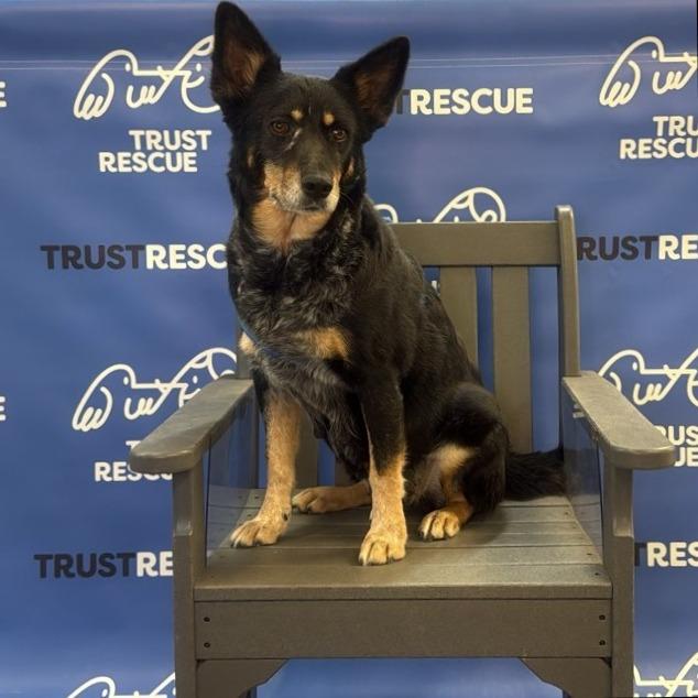 Enlarge CHAMPAGNE, a Adoptable Cattle Dog in Berlin, NJ image 3/5
