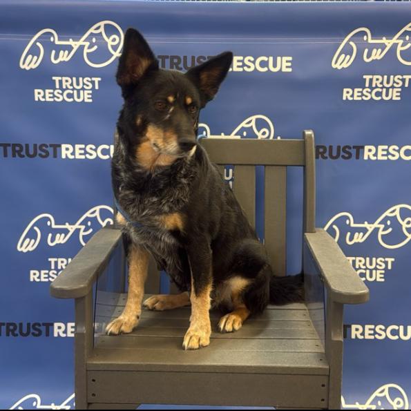 Enlarge CHAMPAGNE, a Adoptable Cattle Dog in Berlin, NJ image 4/5
