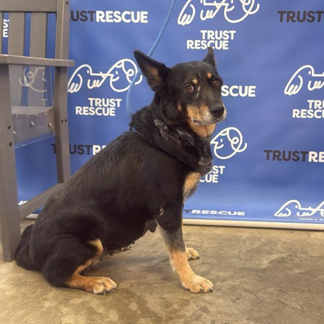 Enlarge CHAMPAGNE, a Adoptable Cattle Dog in Berlin, NJ image 5/5