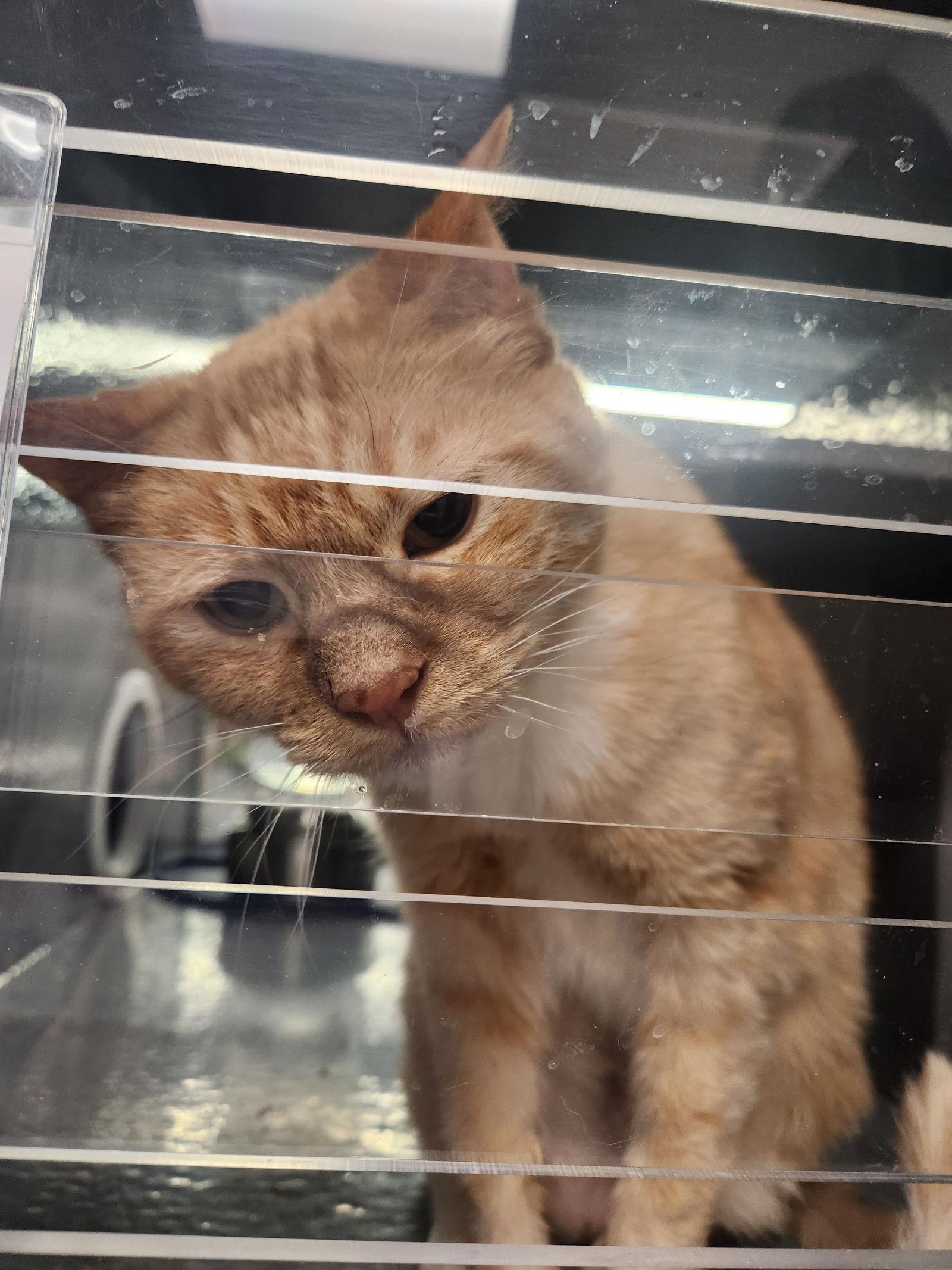 Penny, Adoptable, Adult Female Domestic Short Hair.