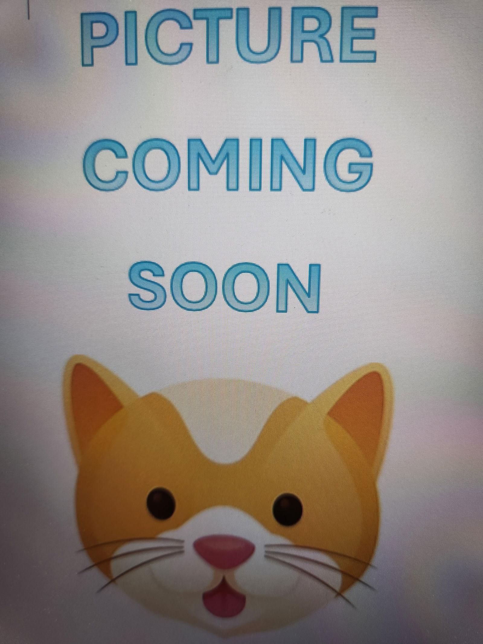 Enlarge Penny, a Adoptable Domestic Short Hair in Prosper, TX image 1/1