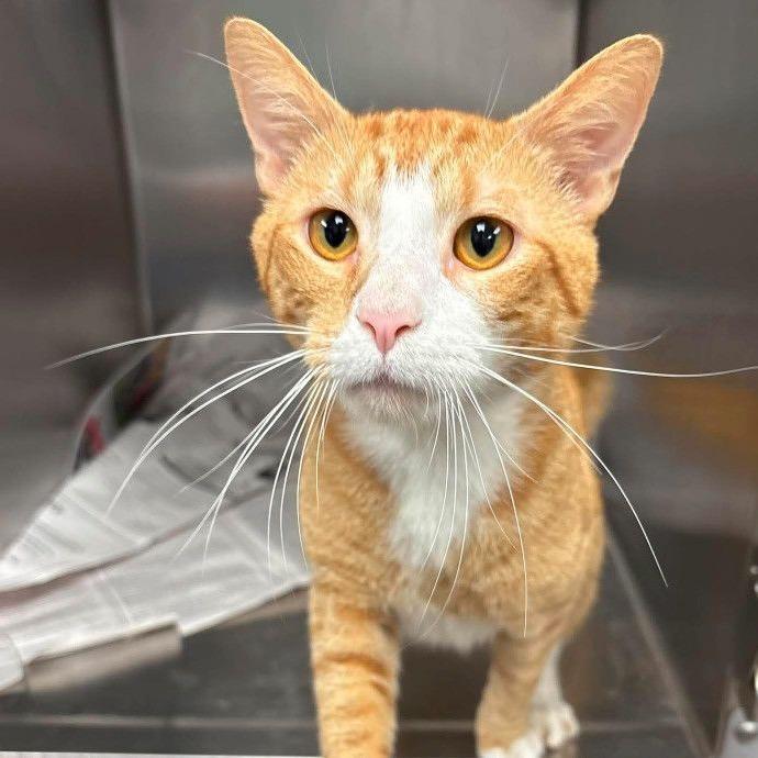 Enlarge Clownfish, a Adoptable Domestic Short Hair in Prior Lake, MN image 1/1