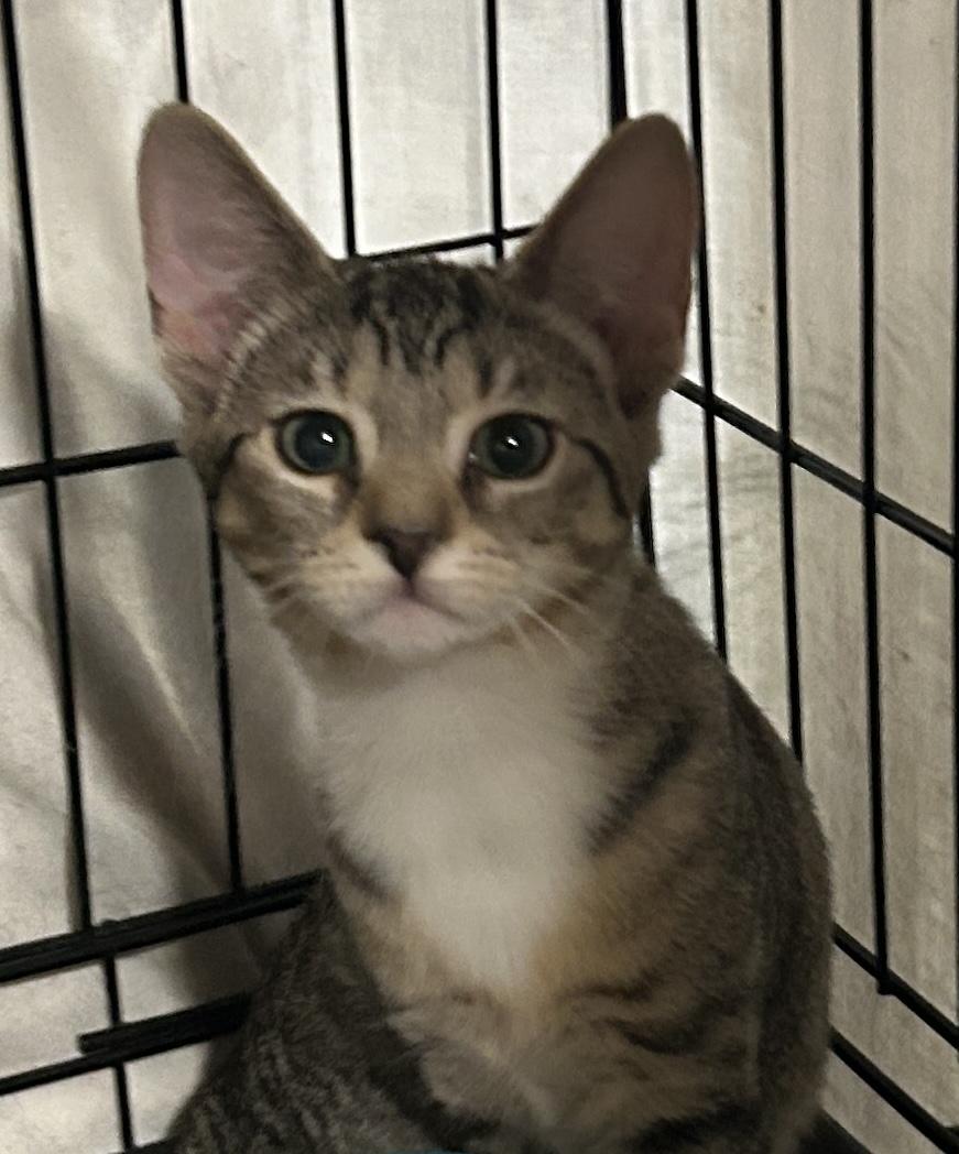 Micah, Adoptable, Young Female Domestic Short Hair.