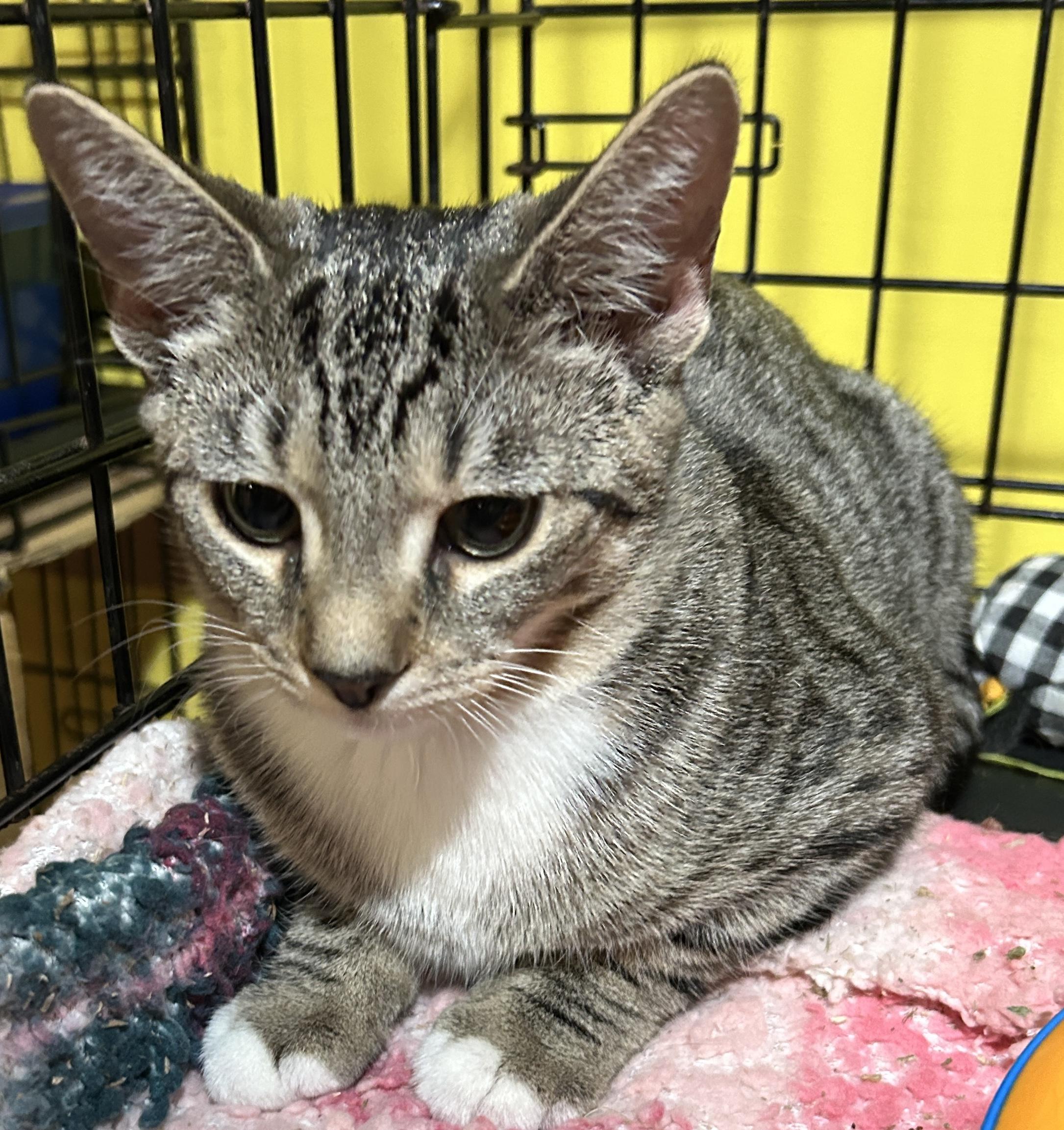 Enlarge Micah, a Adoptable mixed breed in Havertown, PA image 3/6